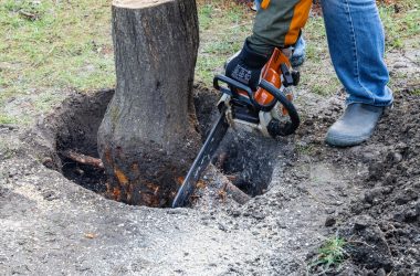 homeguide-contractor-digging-up-tree-stump