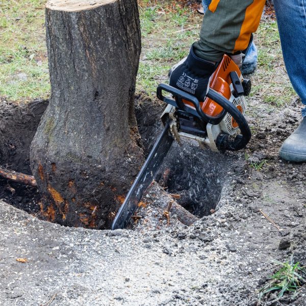homeguide-contractor-digging-up-tree-stump