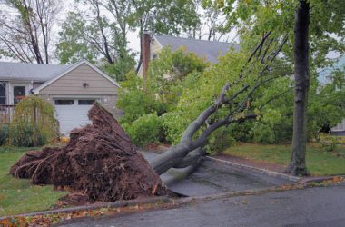 tree-removal-after-storms-001