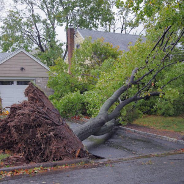 tree-removal-after-storms-001