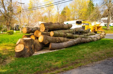 tree removal logs cleanup