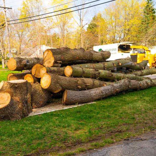 tree removal logs cleanup