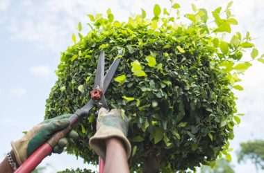tree_trimming_and_tree_pruning